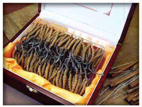 英吉沙冬虫夏草回收